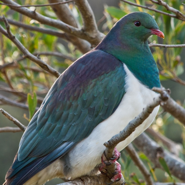 Carrier Kereru Pickup